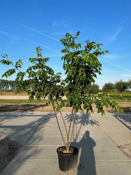 Tetradium daniellii (Euodia hupehensis) Samthaarige Stinkesche/Bienenbaum 200-250 cm C50, mehrstämmiger Kübelbaum mit grünem Laub