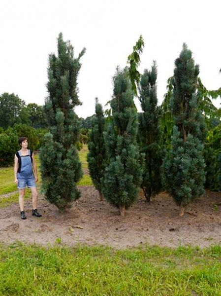 Pinus sylvestris 'Fastigiata' / Säulen-Kiefer 350-400 cm m. Db., aufrecht wachsender Nadelbaum im Freilandbestand.