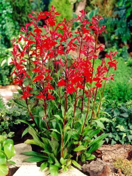Leuchtende Lobelie / Lobelia cardinalis