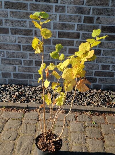 Corylus avellana (Gewöhnliche Hasel) im Topf, 60-100 cm C5, mehrtriebiger Strauch mit gelbgrünen Blättern.