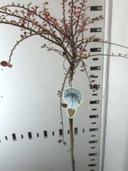 Cotoneaster horizontalis (Fächer-Zwergmispel) 80 cm Stamm, C4-Container, veredeltes Stämmchen mit verzweigten Trieben und Blättern