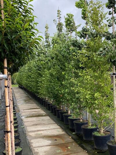 Ginkgo Mädchenhaarbaum / Ginkgo biloba 'Fastigiata Blagon' ®