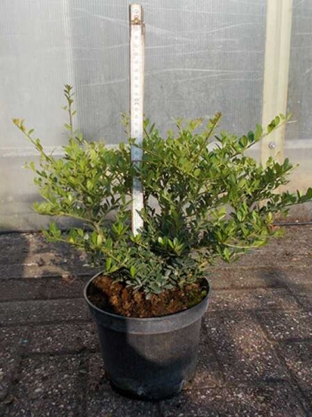 Zwerg-Bergilex 'Stokes' (Ilex crenata 'Stokes') 30–40 cm, im Container C3, kompakter grüner Strauch im Topf.