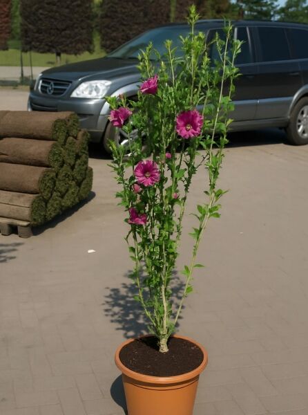 Garten-Eibisch (Hibiscus syriacus) 'Duc de Brabant' 100-125 cm C20, Strauch im Topf mit pinken Blüten und grünen Trieben.