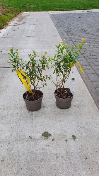 Vaccinium 'Pink Lemonade' (Heidelbeere 'Pink Lemonade') 50–60 cm C2, zwei Sträucher im Topf mit grünem Laub.