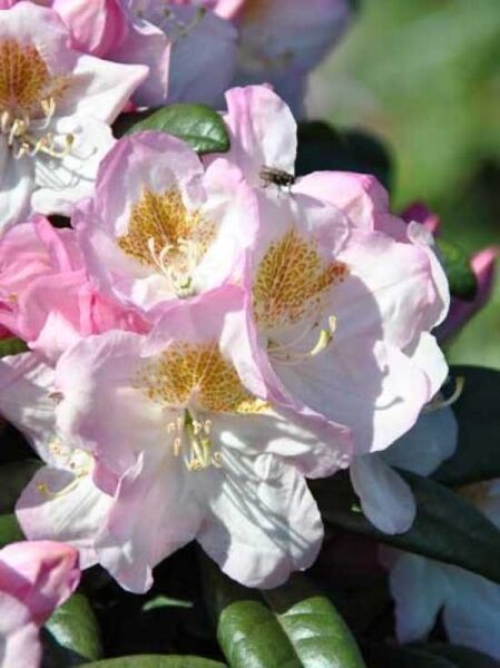 Rhododendron Hybride 'Brigitte' / Rhododendron 'Brigitte'