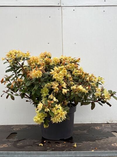 Zwergrhododendron 'Shamrock' / Zwergrhododendron 'Shamrock'
