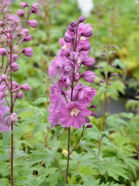 Delphinium pacific 'Astolat' / Garten-Rittersporn