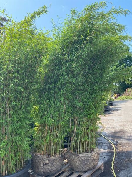 Bambus 'Violet Woods' ® / Bambus 'Violet Woods' ®