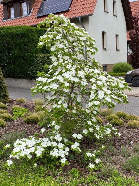 Nuttalls Blüten-Hartriegel / Cornus nuttallii