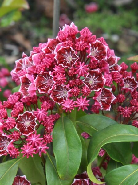 Kalmia latifolia 'Keepsake' (Lorbeerrose/Berglorbeer) mit pinkroten Blütenständen und immergrünen, lanzettlichen Blättern