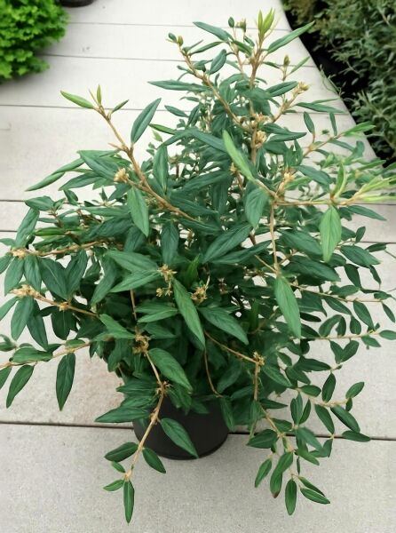 Viburnum 'Pragense' / Prager Schneeball 'Pragense' 80-100 cm C20, buschige Pflanze im Topf mit grünen, lanzettlichen Blättern