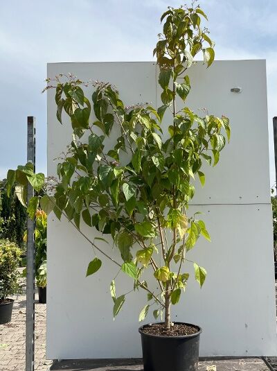 Clerodendrum trichotomum, Chinesischer Losbaum, buschige Pflanze im Topf, Variante 150-175 cm, C20