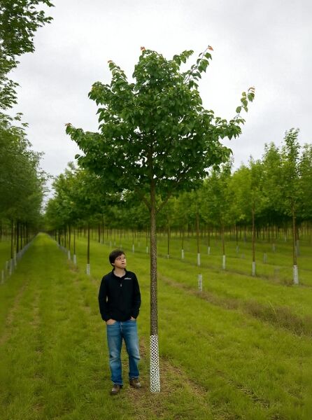 Prunus serrulata 'Kanzan' – Japanische Nelken-Kirsche, 225 cm Stamm, 20–25 StU, mit Drahtballen, Hochstamm mit Laubkrone