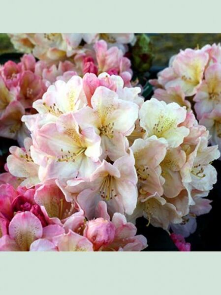 Rhododendron yakushimanum 'Percy Wiseman' / Rhododendron 'Percy Wiseman'