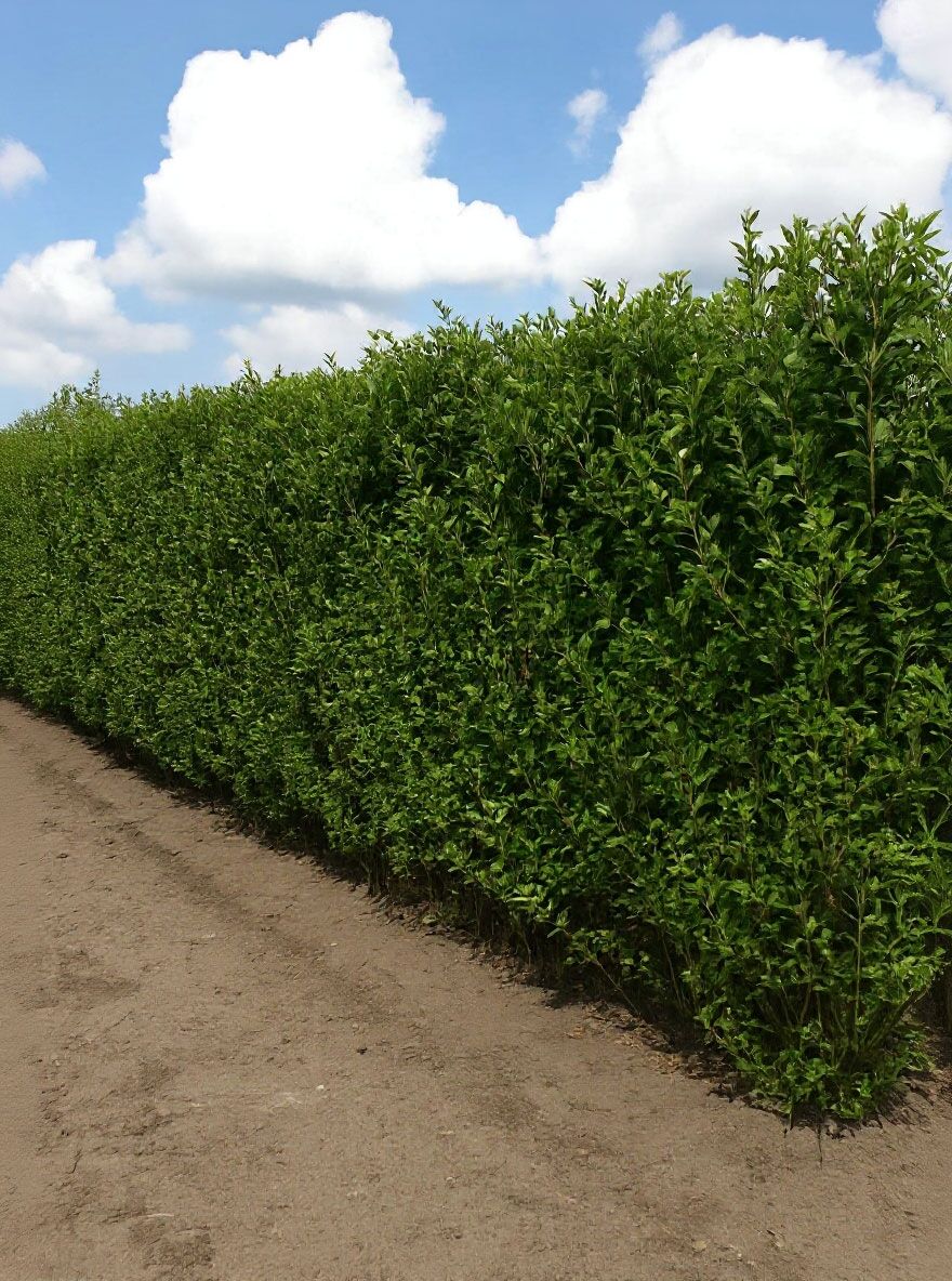 Ovalblttriger Liguster / Fertighecke / Heckenelement 200 cm - Ligustrum  ovalifolium