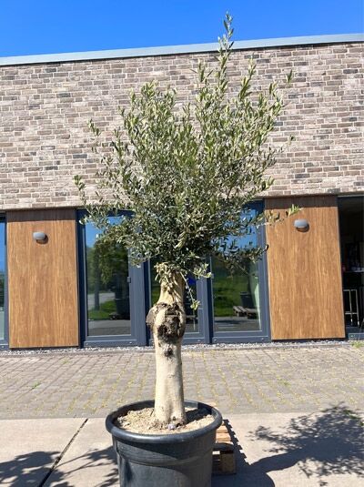 Olivenbaum / Echter Ölbaum 70 cm Stämmchen / Olea europaea (876223)
