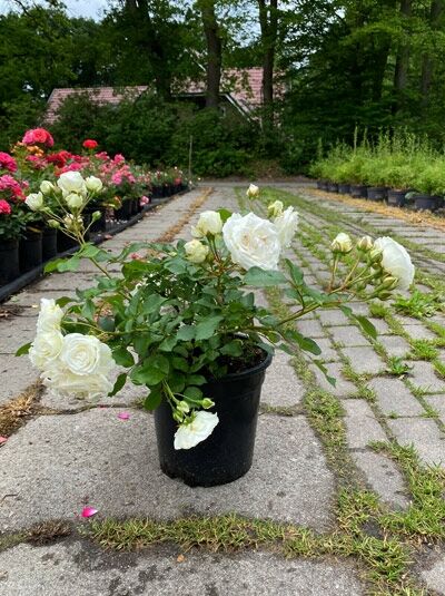 Rosa 'Schneeküsschen'® / Zwergrose 'Schneeküsschen'® C5 im Topf mit weißen Blüten und Knospen