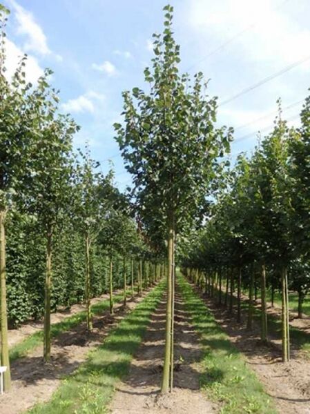 Tilia cordata 'Greenspire' / Winter-Linde 'Greenspire'