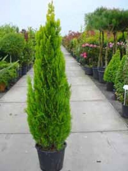 Thuja orientalis 'Pyramidalis Aurea' / morgenländischer Lebensbaum 'Pyramidalis Aurea'