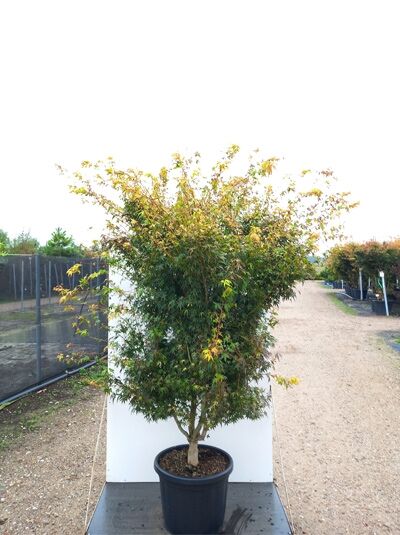 Acer palmatum 'Katsura' – Fächer-Ahorn 'Katsura' im Topf, Japanischer Ahorn 175–200 cm C50, mehrstämmiger Strauchbaum mit Laub