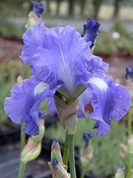 Hohe Bart-Iris 'Victoria Falls' / Hohe Bart-Iris 'Victoria Falls'