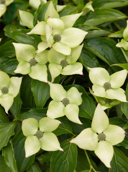 Japanischer Blumenhartriegel (Cornus kousa) ‘Bultinck’s Giant Flower‘ mit cremeweißen Hochblättern und grünen Blättern, Nahaufnahme