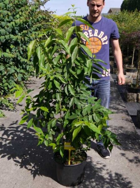 Chinesische Winterblüte (Chimonanthus praecox), Strauch 100-125 cm im C12-Container mit grünen Blättern und mehreren Trieben