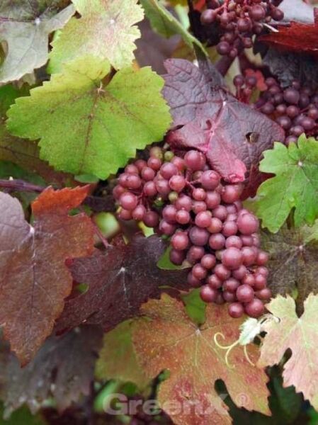 Vitis vinifera 'Purpurea' / Rotblättrige Weinrebe