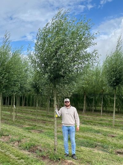 Salix alba 'Belders' (Weiß-Weide) Hochstamm, schlanker Stamm mit Krone aus schmalen, grünen Blättern.