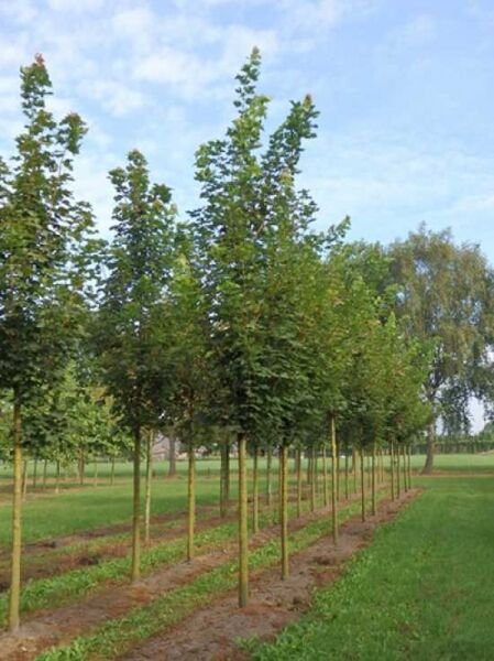 Spitz-Ahorn 'Columnare' (Acer platanoides 'Columnare') Hochstamm 25-30 StU mit säulenförmiger Krone auf dem Feld