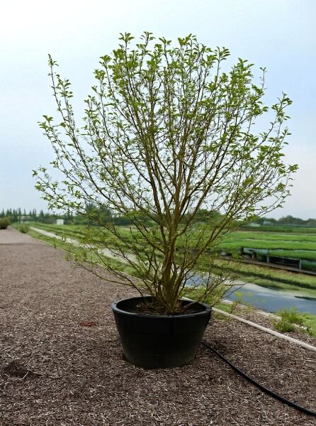 Magnolia soulangiana (Tulpen-Magnolie) im Container C500, ca. 250–300 cm, mehrtriebig mit grünem Laub.