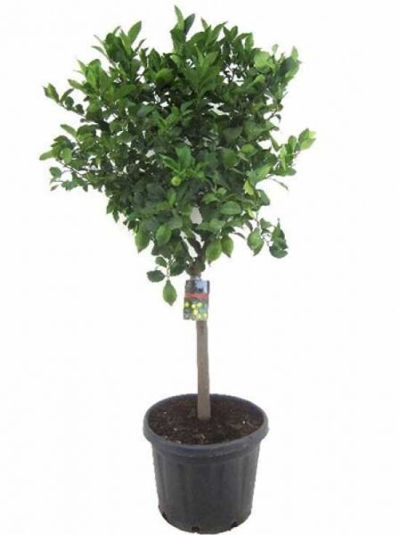 Citrus limon (Zitrone) Zitronenbaum mit ca. 80 cm Stamm im Topf, dicht belaubte Krone und grüne Früchte, Variante C35