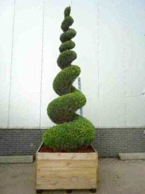 Gehlze und Gartenpflanzen in Spiralform / Spiralen gnstig kaufen