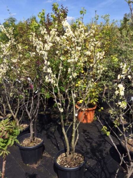 Gewöhnlicher Judasbaum 'Alba' (Cercis siliquastrum 'Alba') im Topf, mehrstämmig, mit weißen Blüten und frischem Laub.