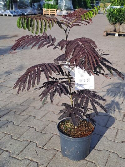 Albizia julibrissin 'Summer Chocolate' / Roter Seidenbaum 'Summer Chocolate' 60-80 cm C5 im Topf mit purpurfarbenem Laub
