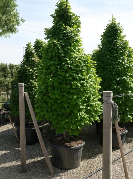Säulen-Hainbuche Carpinus betulus 'Fastigiata Monument', 200–250 cm, im Container C150, dicht belaubter säulenförmiger Baum.