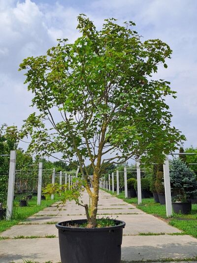 Kompakter Ahorn Acer platanoides x amplum 'Ample Surprise', 250-300 cm, im Container, mehrstämmiger Baum mit grünen Blättern.