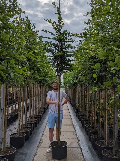 Carpinus betulus (Hainbuche/Weißbuche) Hochstamm 10-12 StU im Container, gerader Stamm mit belaubter Krone im Topf