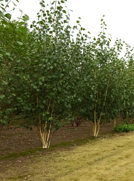 Weißrindige Himalaja-Birke Betula utilis 'Doorenbos', mehrstämmiger Baum mit weißer Rinde und grünem Laub, 300–350 cm m. Db.