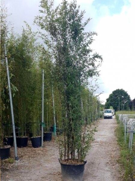 schwarzer Bambus / Phyllostachys nigra