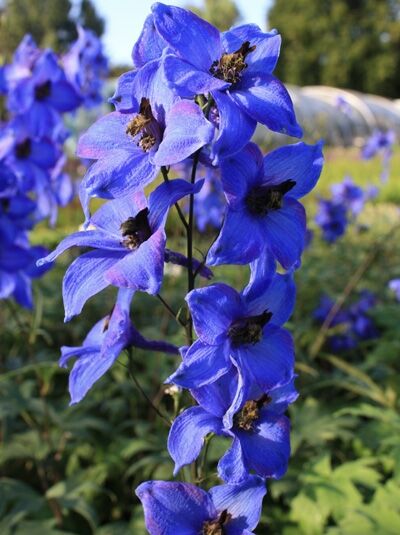 Hoher Garten-Rittersporn 'Finsteraarhorn' - Delphinium elatum 'Finsteraarhorn'