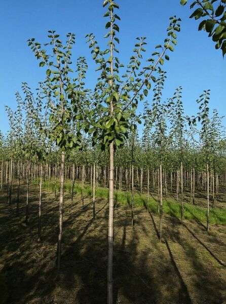 Prunus domestica 'Reine Claude d'Althan' / Pflaume 'Reine Claude d'Althan' Hochstamm 12-14 StU mit Blattwerk im Feldbestand