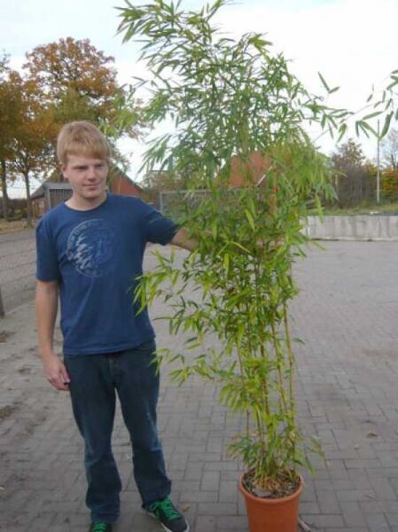 Phyllostachys vivax 'Aureocaulis' Zauberbambus 175-200 cm C20 im Topf, aufrecht wachsend mit grünen Halmen und schmalen Blättern