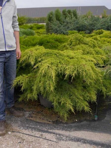 Juniperus pfitzeriana 'Pfitzeriana Aurea' / Gelber Pfitzer-Wacholder 80–100 cm (breit) C50, buschiger Nadelstrauch im Container