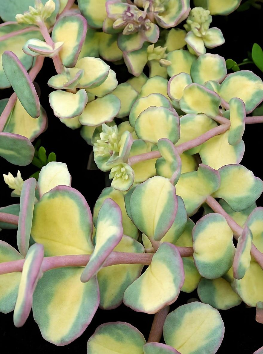 Buntblttriges Fettblatt - Sedum sieboldii 'Variegatum' - Baumschule  NewGarden