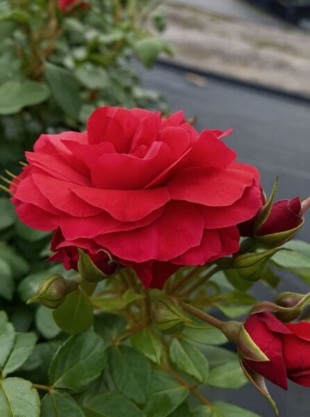 Beetrose Rosa „Cherry Girl“ ADR-Rose mit gefüllter, dunkelroter Blüte und mehreren Knospen am Strauch, Nahaufnahme