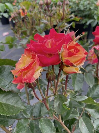 Beetrose 'Firebird' ® / Beetrose 'Firebird' ®