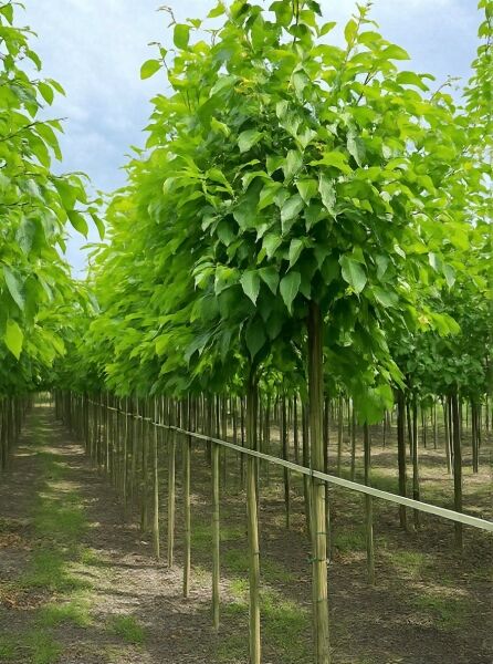 Purpur-Erle (Alnus spaethii) Hochstamm 14-16 StU mit Drahtballen, dicht belaubte Krone in Baumschulreihe.
