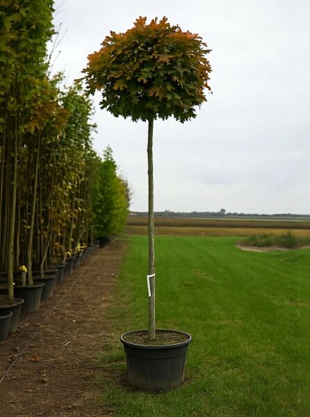 Quercus palustris 'Green Dwarf' (Kugelsumpfeiche) als Hochstamm im Container, kugelige Krone, Stamm 16-18 StU, 225 cm